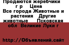 Продаются жеребчики 14,15 16 г.р  › Цена ­ 177 000 - Все города Животные и растения » Другие животные   . Псковская обл.,Великие Луки г.